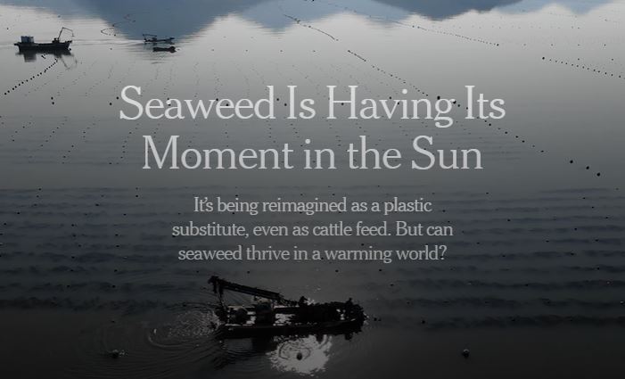 Seaweed Is Having Its Moment In The Sun