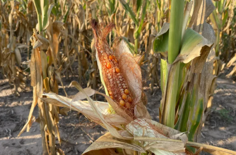 Argentina’s grain harvest suffers under worst drought in 60 years