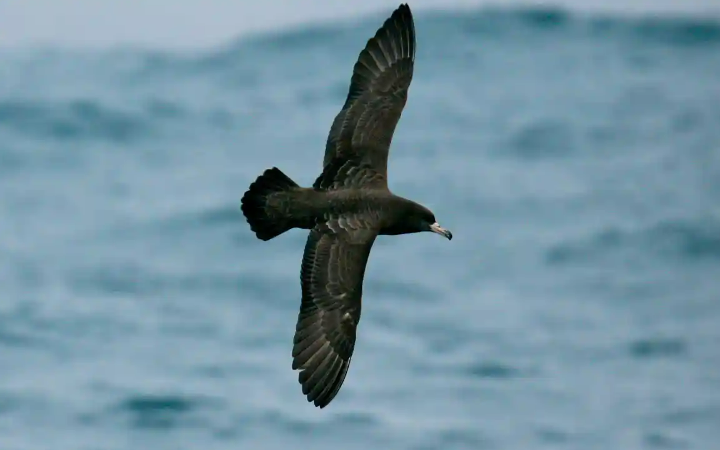 New disease caused by plastics discovered in seabirds