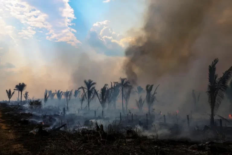 Brazil’s Amazon deforestation again hits record high for February