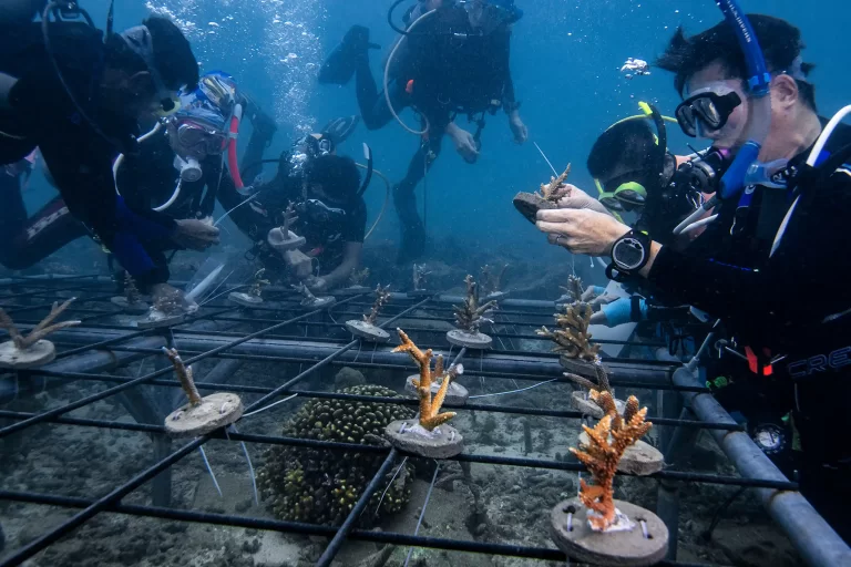 How south-east Asia is fighting back to save corals – photo essay