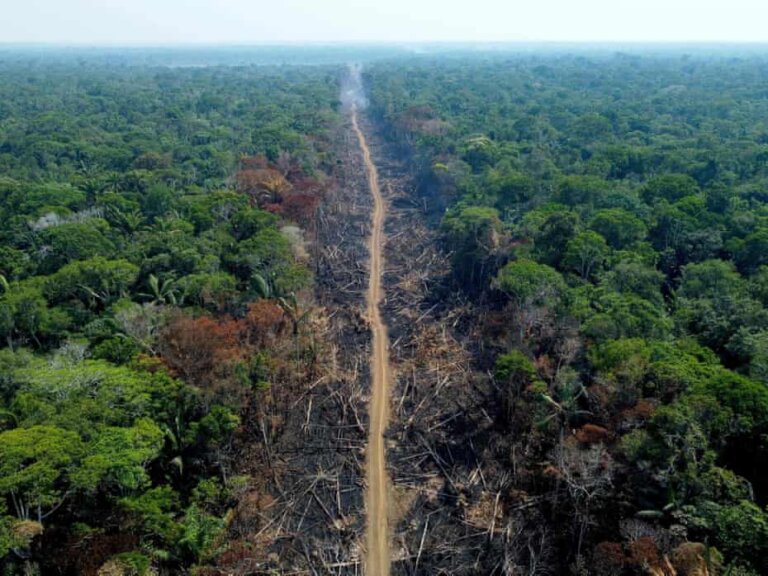 ‘Don’t fool yourself’: billions more needed to protect tropical forests, warns new report