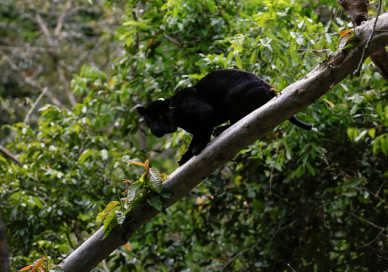 Brazil offers to host August summit for Amazon rainforest alliance