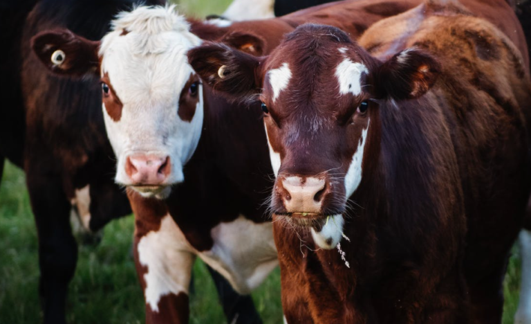 A Push to Turn Agriculture and Farm Waste Into Fuel