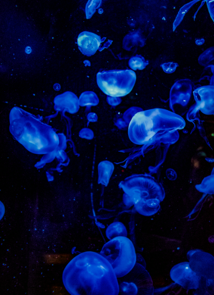 Norway should push for a global moratorium on deep-sea mining