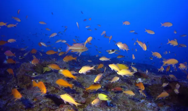 Life in ocean’s twilight zone ‘could disappear’ amid warming seas