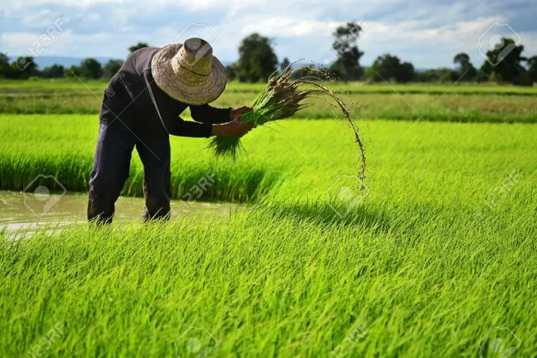 How Global Rice Farming Is Being Transformed By Climate Change