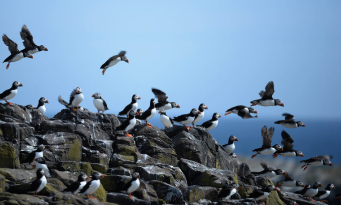 Restoring Seabird Populations Can Help Repair the Climate