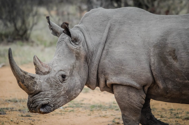 Rhinos’ Horns Were Cut to Thwart Poachers. After, They Didn’t Go Out Much.