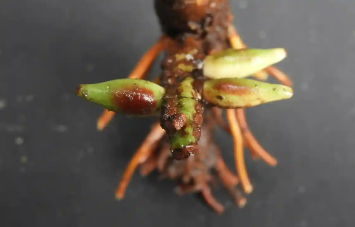 ‘Mind-boggling’ palm that flowers and fruits underground thrills scientists