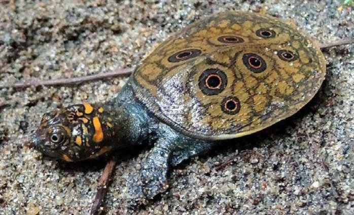 Tiny Bundles of Hope: Critically Endangered Turtles Hatch in Myanmar