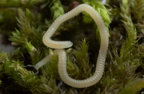 Leggy new star discovered four inches under Los Angeles: the thread millipede