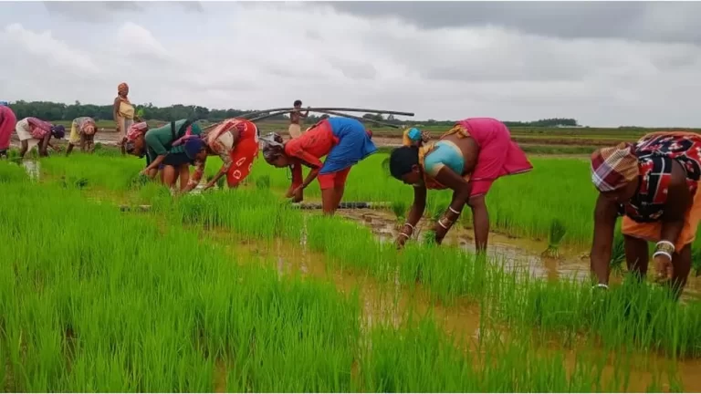Shankar Patnaik's farm is a testbed for dozens of different rice varieties
