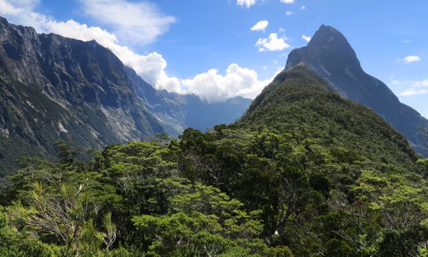 Mitre Peak on New Zealand’s South Island. Mountain treelines are important indicators of the impact of climate breakdown on upland ecosystems. Photograph: Murdo MacLeod/The Guardian