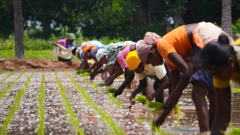 Women picking crops