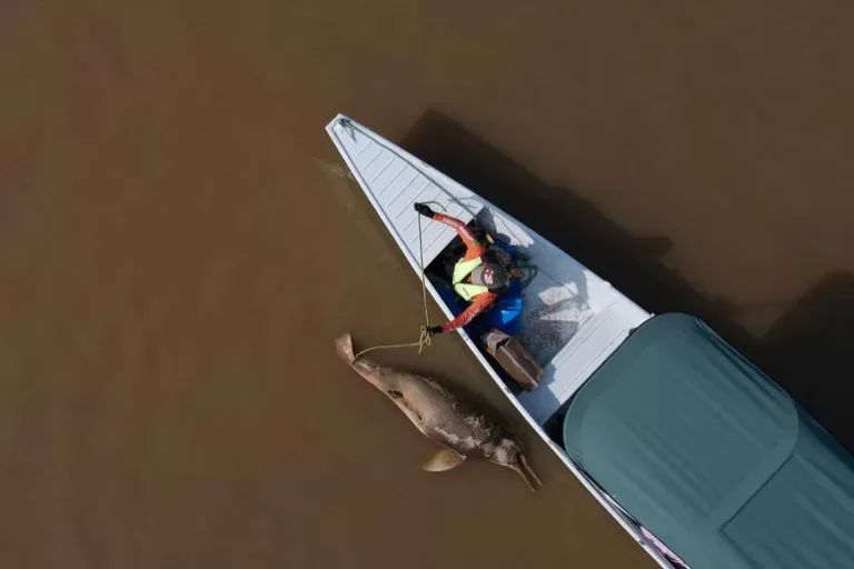 Deaths of 120 Amazon dolphins linked to severe drought, high temperatures