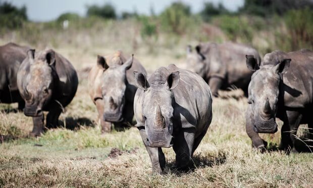 Rhino numbers rebound as global figures reveal a win for conservation