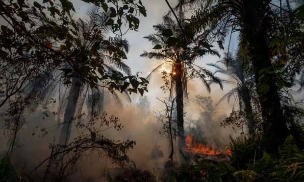 Deforestation in Riau province, Indonesia, to make way for palm oil plantations. Photograph: NurPhoto/Getty Images