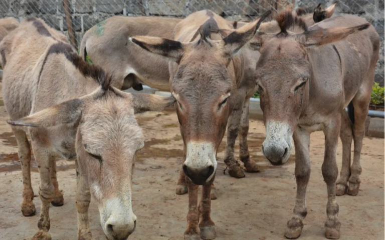 ‘Brutal’ donkey skin trade banned by the African Union