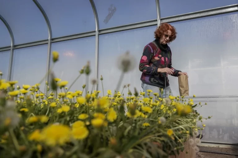 Dandelions and shrubs emerge as alternative crops to replace rubber, new grains and more