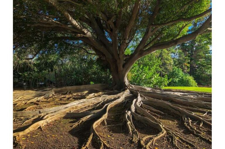 Nature-based solutions play key role in mitigating climate change, suggest researchers