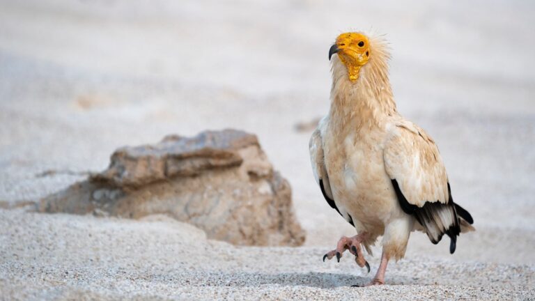 UN reveals animal species under threat of extinction