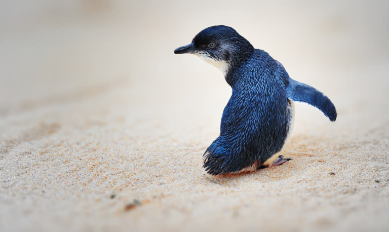 Penguins in the pond, kiwi in the back yard: how a city brought back its birds