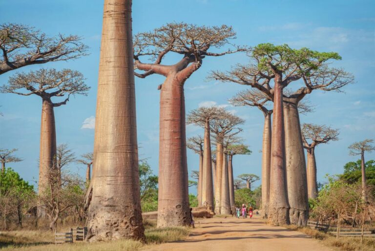 Madagascar’s ancient baobab forests are being restored by communities — with a little help from AI