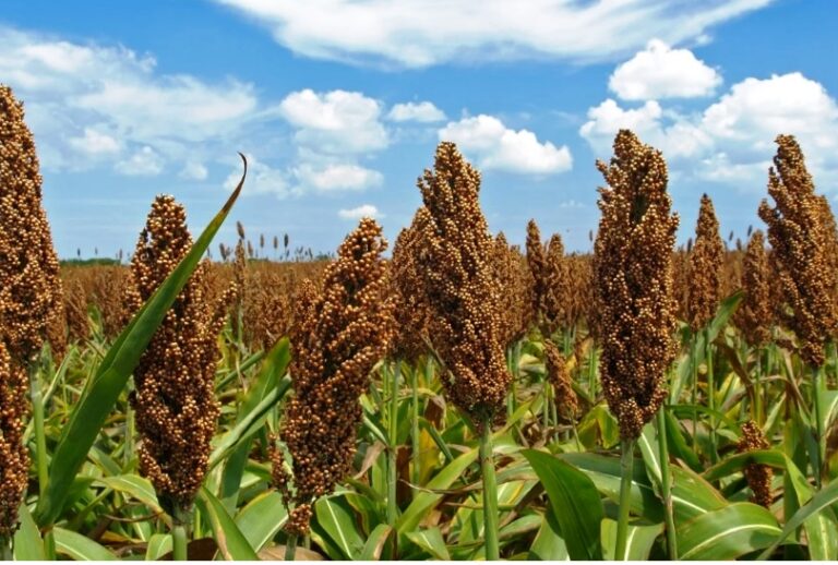 Leveraging Indigenous Knowledge and Modern Science for Sustainable Food System Transformation