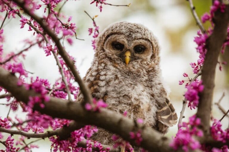 Quick species adaptability shapes long-term evolution