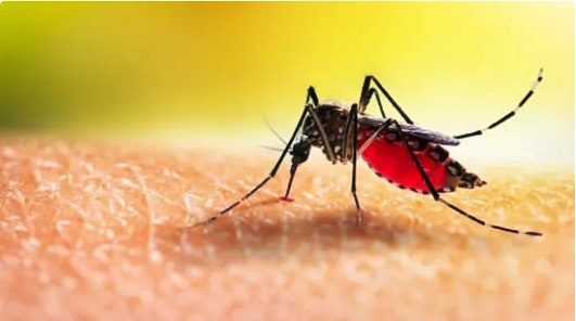 Climate change threatens malaria control efforts, WHO warns: 6 mitigation strategies to adopt
