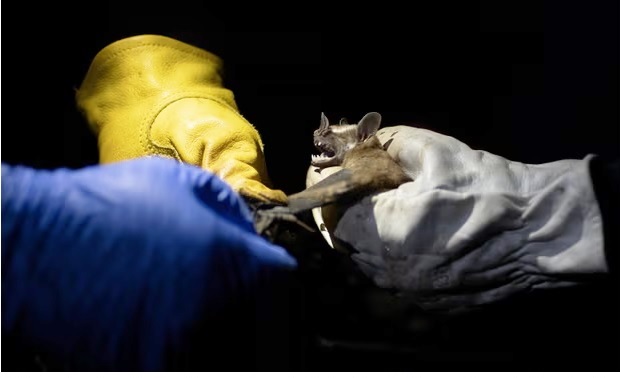 Biodiversity loss is biggest driver of infectious disease outbreaks, says study