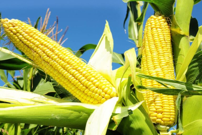 Food production is becoming much more difficult due to climate change