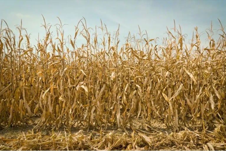 Why Food Security Is a Question of Environmental and Social Justice