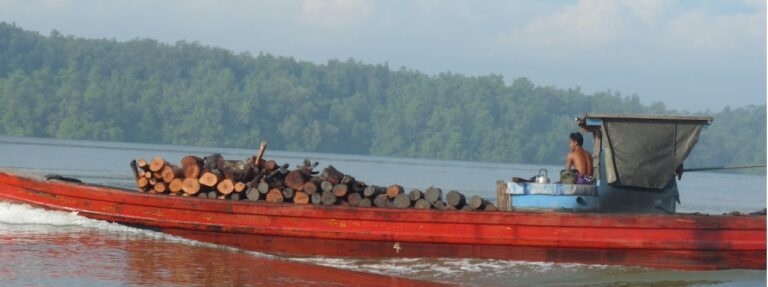 Mangrove forestry only sustainable when conservation zones respected: Study