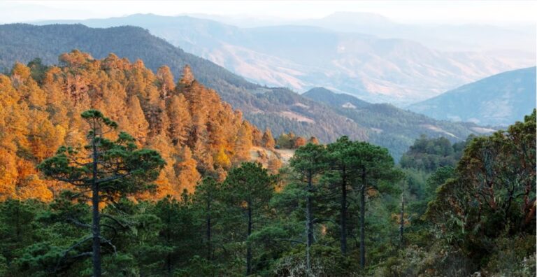 Fewer wildfires, great biodiversity: what is the secret to the success of Mexico’s forests?