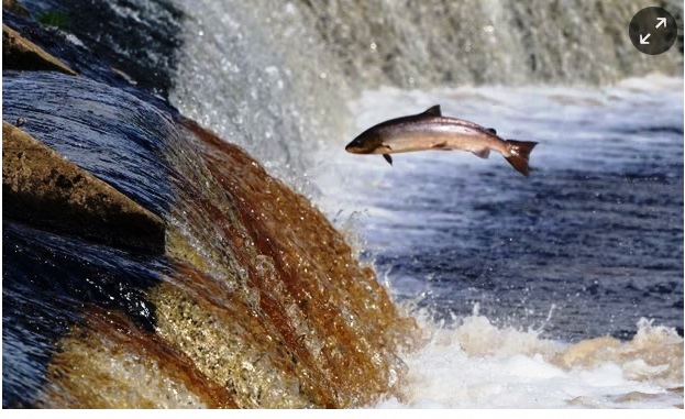 Migratory freshwater fish populations ‘down by more than 80% since 1970’