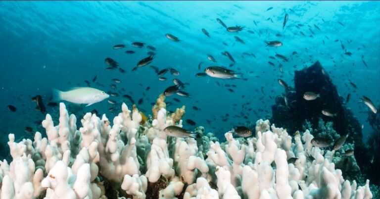World’s oceans have gone ‘crazy haywire,’ officials warn, with majority of coral reefs in peril