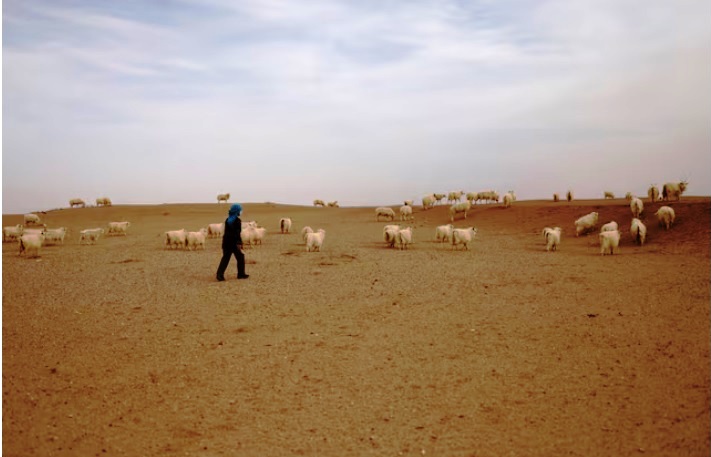 Half of world’s pastures degraded by overuse, climate change, UN report says