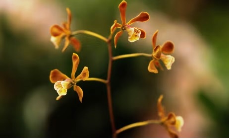 Scientists transplant soil fungi in race to save world’s threatened orchids