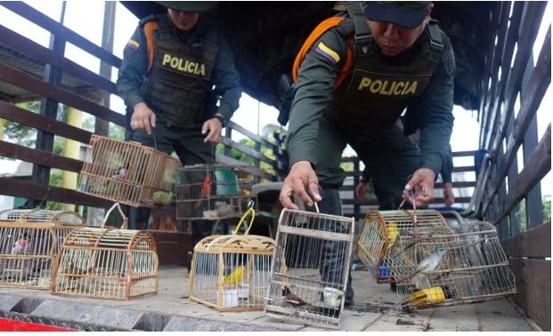 Global wildlife crime causing ‘untold harm’, UN report finds