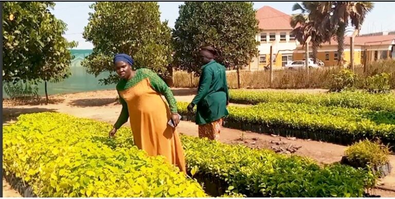 West Nile women embrace agroforestry to give degraded forests a break