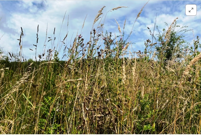 EU countries approve landmark nature law after delays