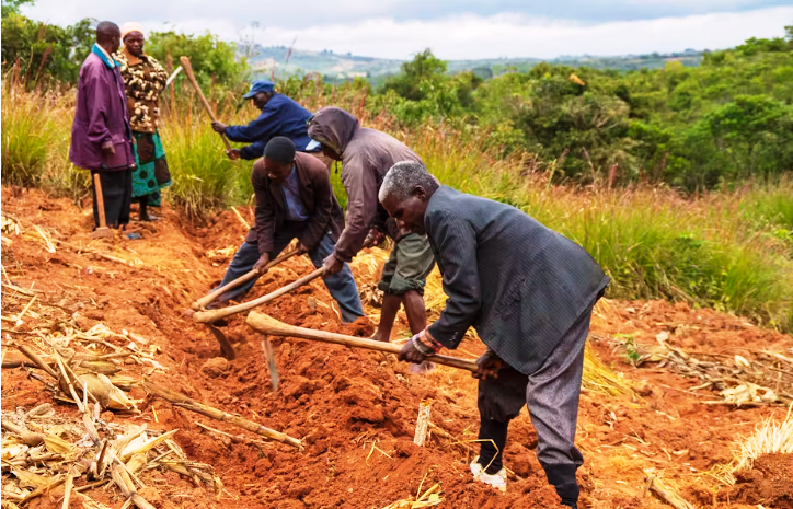 Malawi farming experiment shows how simple changes can boost maize yields and improve soil