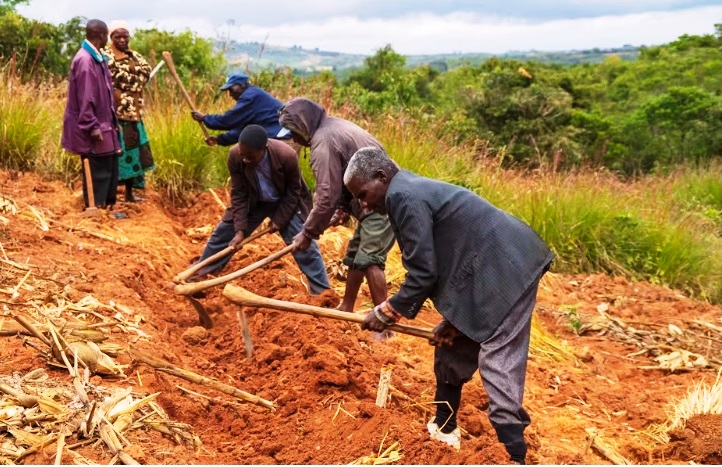 Malawi farming experiment shows how simple changes can boost maize yields and improve soil