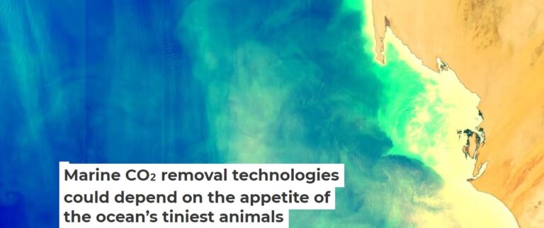 Marine CO₂ removal technologies could depend on the appetite of the ocean’s tiniest animals