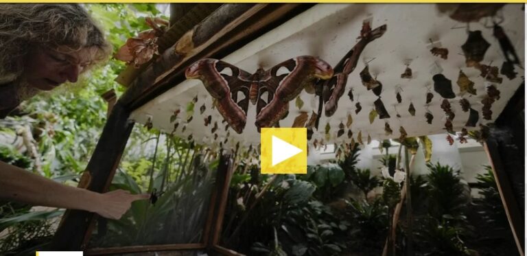 Tanzanian forest recreated in Italy to raise awareness on biodiversity research