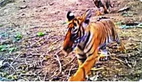 From 0 to 40 in 16 years, Sariska scripts tiger conservation history