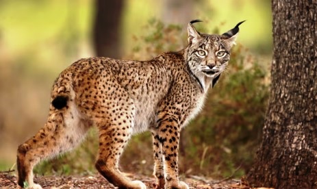 Iberian lynx no longer endangered after numbers improve in Spain and Portugal