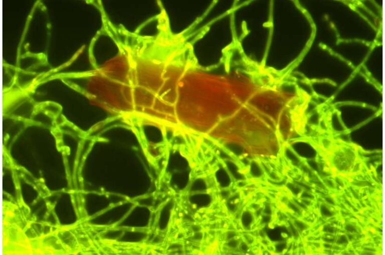 Study identifies fungus that breaks down ocean plastic